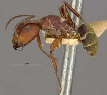 Media type: image;   Entomology 21574 Aspect: habitus lateral view